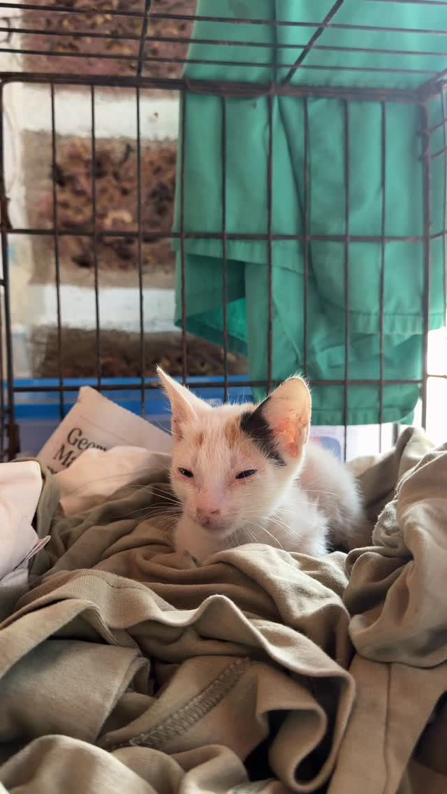 This is what the healing power of ARC looks like 💙
Found with his eyes completely glued shut from illness, this tiny kitten needed urgent care.
After lots of TLC, he’s now on the mend and proudly named Spider Man by one of our young ARC visitors.
#kitten #animalrescue #animalshelter #dogsofinstagram #adoptdontshop