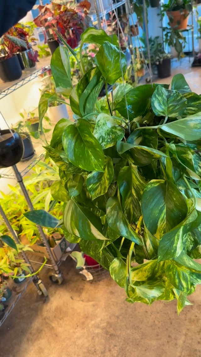 Looking for an easy low effort plant? The pothos is a great plant for its easy and beginner friendly care!
#booshnursery #plantlover #indoorjungle #seattle #plantnursery #smallbuisness #pothos #easyplant