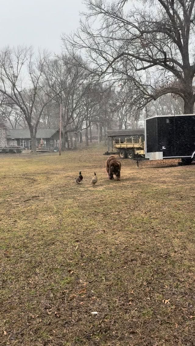 2025 was a wild year! We opened a restaurant, finished our second children’s book, fostered the sweetest dog (Hank), and brought home the fluffiest little nugget who keeps us young 🤣. Thank you to everyone who joined our adventures and we are excited to see what 2026 has in store!
#2026 #dogsofinstagram #ducksofinstagram #dog #duck #bestfriends