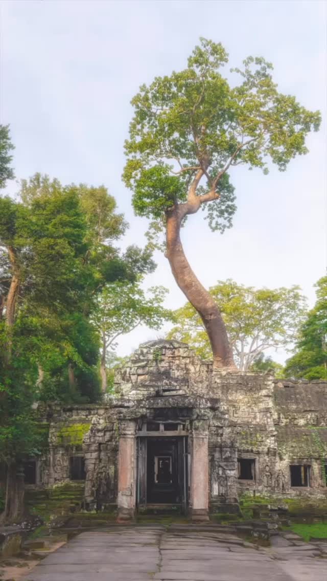 Early morning exploration of Ta Prohm temple. The temple complex reclaimed by nature as the trees take over