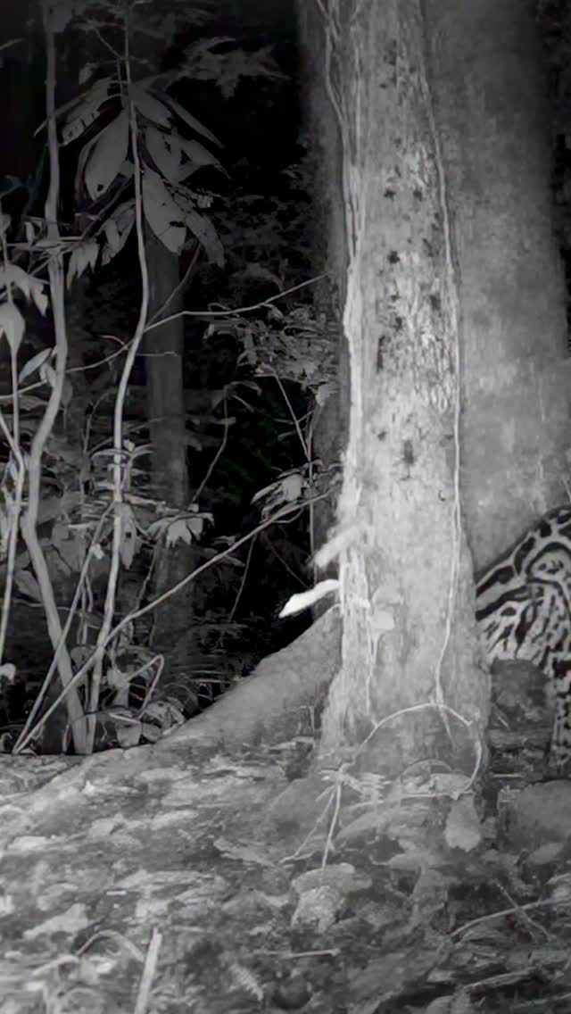 Meet Caesar — the dominant ocelot of Cloudbridge Nature Reserve 🐆✨ He’s been documented here for years, a true symbol of resilience in these mist-covered Talamanca forests. Our long-term monitoring helps reveal how cats like Caesar navigate changing habitats and coexist with other predators high in the mountains.
See those bright eyes? 👀 The tapetum lucidum is a reflective layer of tissue located behind the retina in many nocturnal animals, including all wild cat species. Acting like a natural mirror, it bounces light that passes through the retina back toward the photoreceptor cells, effectively giving them a second chance to capture it. This adaptation greatly enhances vision in low light—an essential advantage for cats that hunt at dawn, dusk, or during the night. It’s also what causes the characteristic “eye shine” seen in camera trap images or when a flashlight catches a cat’s gaze in the dark. The color of this glow can vary between species and individuals, ranging from green to golden or even bright white, depending on the structure of the tapetum and the angle of reflection.
Want to be part of the story? 🌿
Join our research and volunteering program to help monitor wild cats like Caesar and contribute to real conservation science in Costa Rica.
📩 Contact us directly to apply or learn more!
#Ocelot #CaesarTheOcelot #CloudbridgeNatureReserve #WildCatImagingProject #WildCatsOfCostaRica #TalamancaWildlife #CameraTrapping #WildlifeResearch #ConservationVolunteering #VolunteerCostaRica #WildlifeVolunteers #LasOncas #WildlifeConservation #CostaRicaWildlife #SmallWildCats #MountainCats #WildlifePhotography #ConservationPhotography #ProtectWildCats #NatureConservation #FieldResearch #EcologyResearch #ConservationInAction #JungleCats #WildlifeExperience