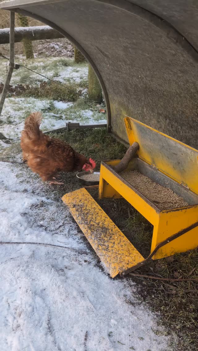 Daisy, one of our rescue chickens enjoying some warm porridge this morning. I don't think anyone else will get a look in 😅
#lowerwillsworthy #chickensofinstagram #snowday❄️ #countryretreat #dartmoorholidaycottage