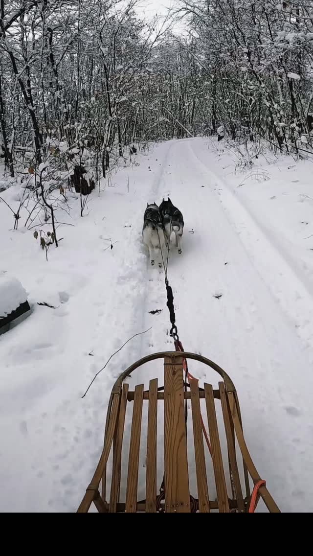 As I watch our snow quickly melt away, I’m grateful for every mile we spent on runners this past month.
#sleddog #siberianhusky #mushing