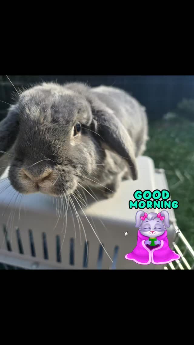 Good morning from gorgeous Lucy 😍 🐰
#thecoolbunnysitters #petsitting #bunnysitting #bunnylovers #petcareservices