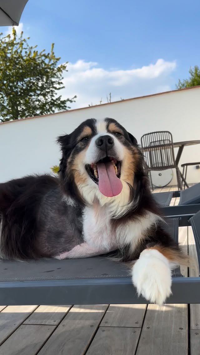 Je suis un peu bouleversée aujourd’hui…
Hier, je vous ai partagé la réception d’un message de Nono, transmis à travers Christine, une médium 🔮 que j’admire profondément…
Nono m’a laissé un message.
Et je sais, au fond de moi, que ce message n’est pas anodin ❤️
Depuis son départ, j’ai arrêté la communication animale avec lui… Simplement pour me protéger, replonger dans le passé, rouvrir certaines blessures, c’est encore trop douloureux, et tellement déchirant pour moi…
Recevoir ce message hier m’a vraiment perturbée.
Je suis trop fragile quand c’est lui,
Parce que je l’aime terriblement.
Parce que ça me fait mal.
Ce message me rappelle à quel point il n’est plus là…
Et à quel point j’avais, et j’ai encore, tellement besoin de lui.
Quel est donc ce message mystérieux que tu as voulu me laisser, Nono…
Je prends le temps.
Je respire.
Et j’écoute, doucement 🤍
#deuilanimalier #deuilchien #jetaime