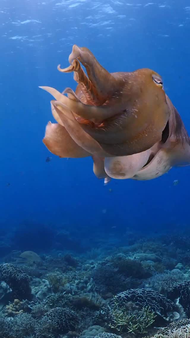 👽 Supernatural intelligence
Cuttlefish don’t just read their genetic code; they constantly rewrite it. They use a genetic editing process called RNA editing on over 60% of the protein blueprints in their brain—an unheard-of level—allowing them to rapidly change neural protein function, often to instantly adapt to their environment.
Filmed by Marcelo Johan Ogata #bugdreamer
#underwater #alien #nature #intelligence