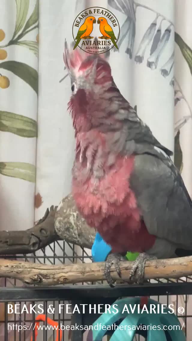 Gizmo, having a little preen after the little scary moth had made an appearance, and he has settled back down after the drama queen meltdown lol #Galah #Galahbaby #Galahlove #Galagcoudles #Galahheadscratches