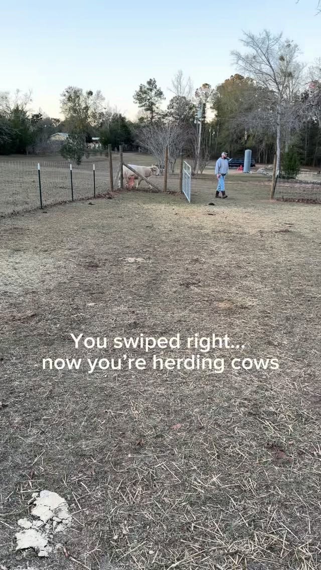 Choose wisely, boys 😏🐄
#farmliving #lifeonthefarm #ranchstylehome #cowlife #minicows #minicowsofinstagram #minihighlandcow #highlandcattle