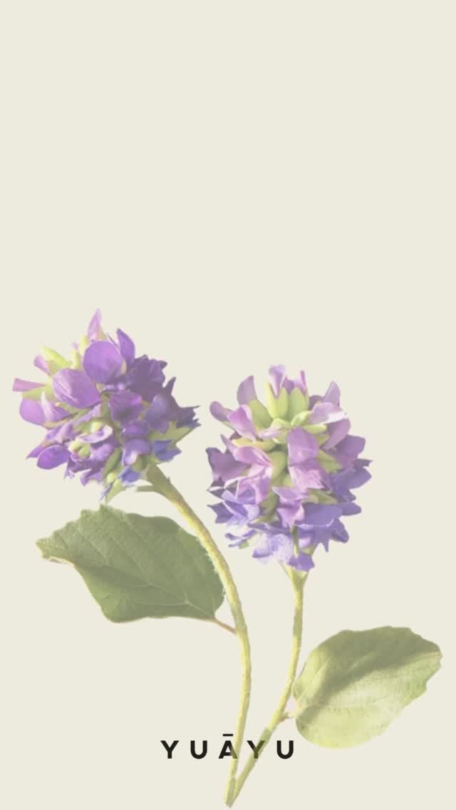 Es gibt einen Wirkstoff, der in der well-age Kosmetik nicht mehr wegzudenken ist: Retinol. Wirksam gegen Falten und feine Linien, bei Akne, Narben, um das Hautbild zu verfeinern, aufzupolstern… 💫
Nachteile des Vitamin A-Derivats können Reizungen, Rötungen oder schuppige Haut sein.
Bei YUĀYU haben wir uns bewusst gegen Retinol und für Bakuchiol entschieden.
Ein pflanzlicher Wirkstoff, der Retinol in seiner Wirkung sehr ähnlich ist und seit Jahrhunderten in der Ayurveda-Medizin verwendet wird. Bakuchiol wird aus den Samen der Psoralea corylifolia gewonnen, auch Babchi genannt – eine Pflanze, die als hautverjüngend, reinigend und regenerierend gilt. Ihr wurde schon in alten Schriften zugeschrieben, das Hautbild zu verfeinern und den natürlichen Glanz wiederherzustellen. 🌬️
Es ist dabei sanft, pflanzlich und sehr gut verträglich, auch für sensible Haut und sogar während Schwangerschaft und Stillzeit. Bakuchiol ist in allen drei Elixiren enthalten, für eine wirksame aber sanfte Pflege jeden Tag.
#wellage #yuayu #naturkosmetik