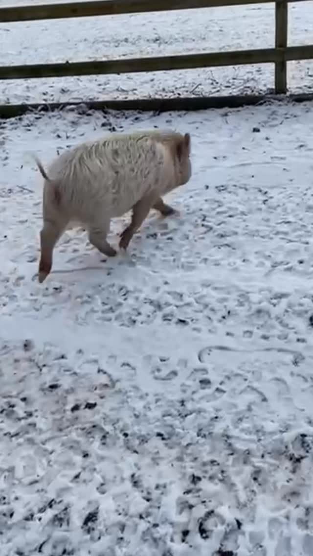 Opal & Sapphire said...
❄️WINTER ZOOMIES❄️
Happy as a pig in... snow! 🐽❄️🐽
#happypigs #pigsplaying #cheshirefarm #snowday #woodlandsalpacafarm