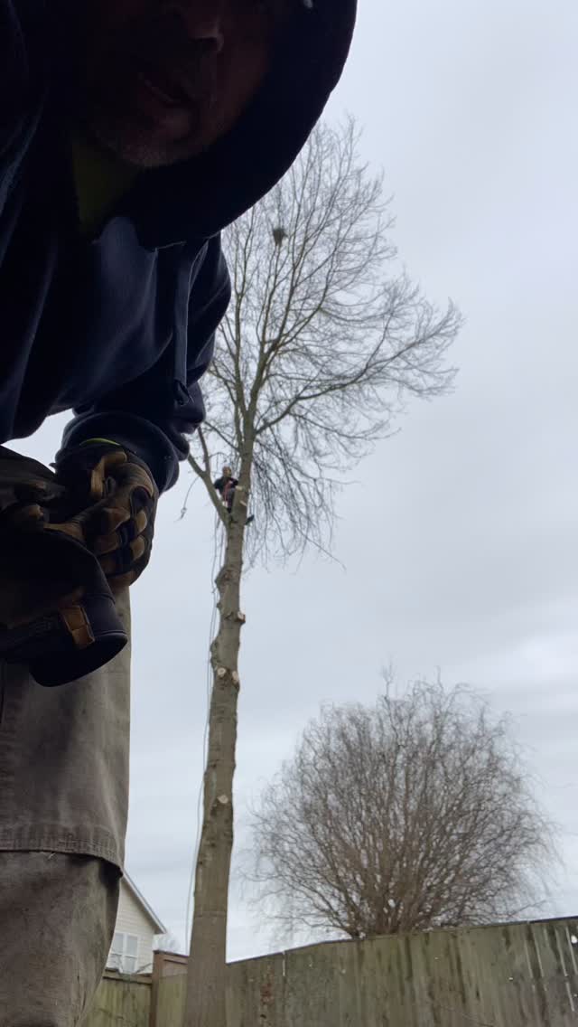Just another day at work ๐ช๐ฝ. Tree removal done right by A and C tree Service #lanrcountytreeservice