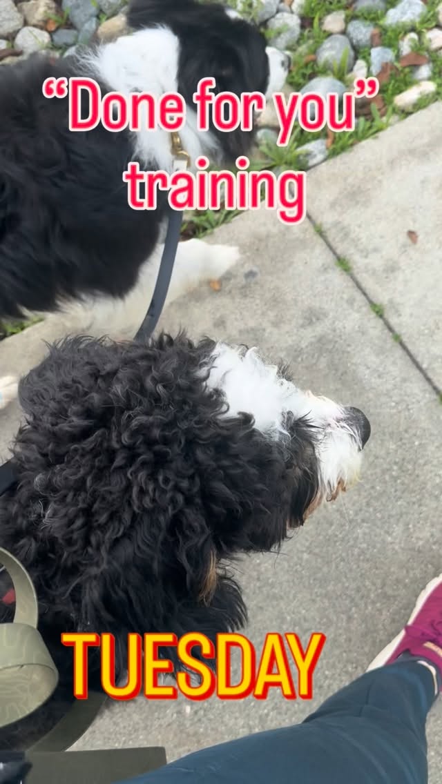 Our new “Done-For-You” Training program is designed for clients who’ve already invested in their dog’s education and want to protect that progress. We handle the reinforcement and tune-ups in your home, so your dog’s training stays sharp without adding anything to your to-do list#dogtraining #daytrainingdogs #dogbehaviortraining