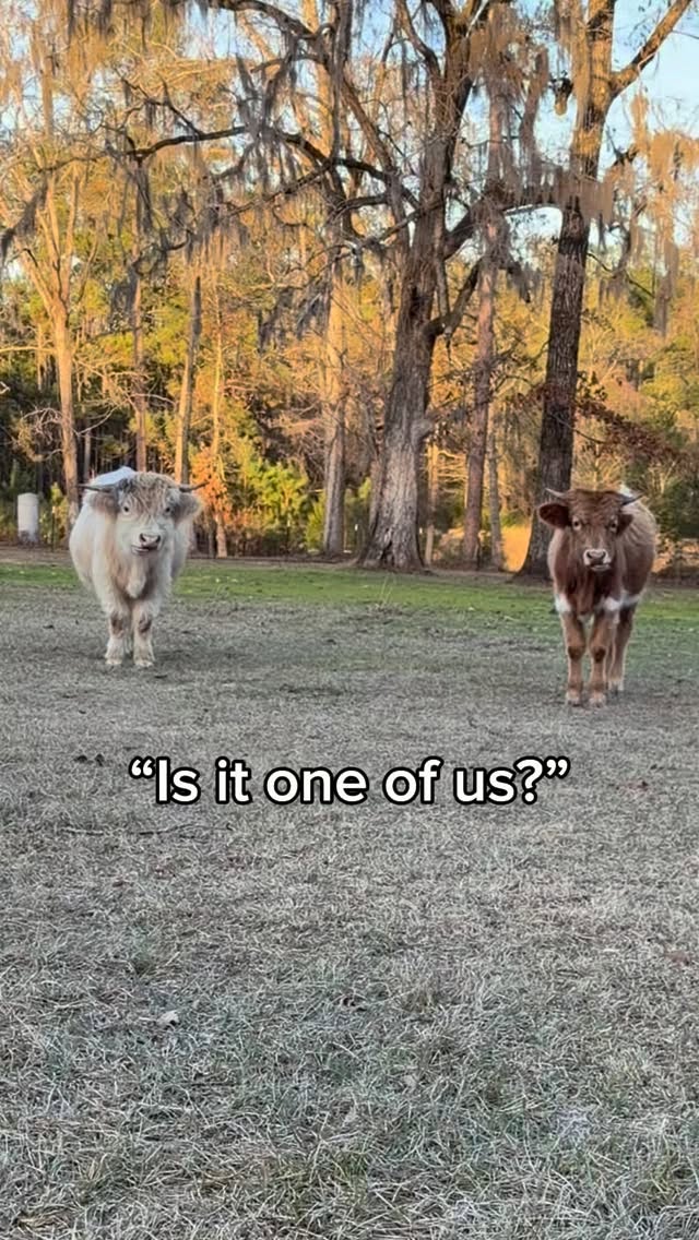 Just your daily farm meeting🫏🤝🐮
#cowsofig #farmlife #farminglife #cowsanddonkeys #cowsofinstagram🐮