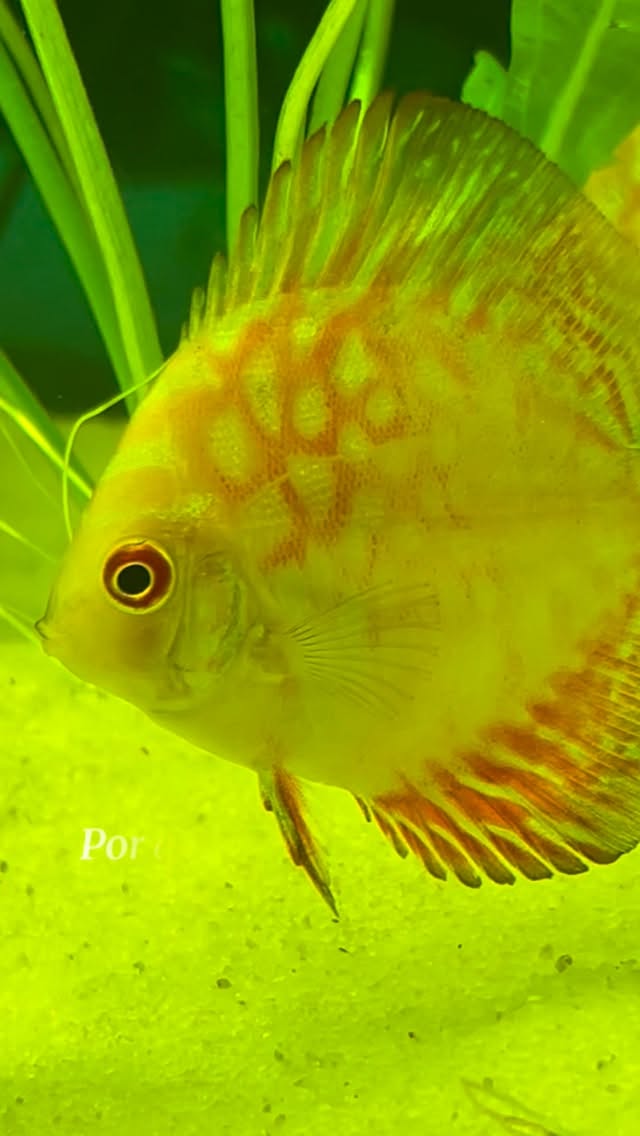 El pez disco es considerado el rey del acuario por muchos, tú estás de acuerdo con esto? #pezdisco #acuarios #peces #mascotas
#animales