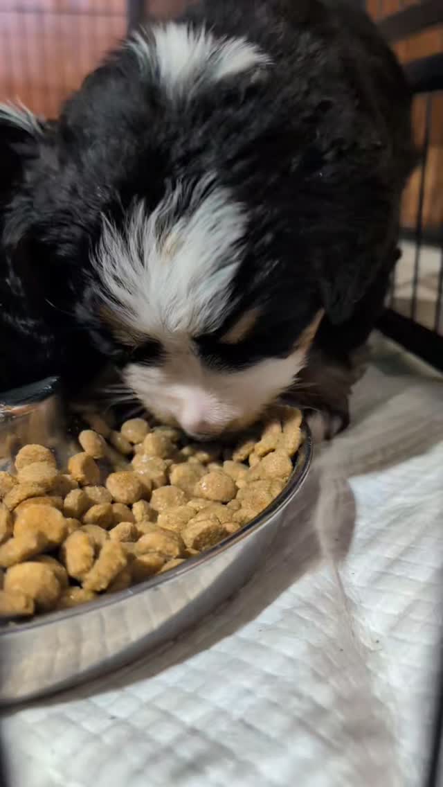 Its hard learning how to eat food! 🤣
#bernesemountaindog #puppylove #puppylife #puppygram #puppy
