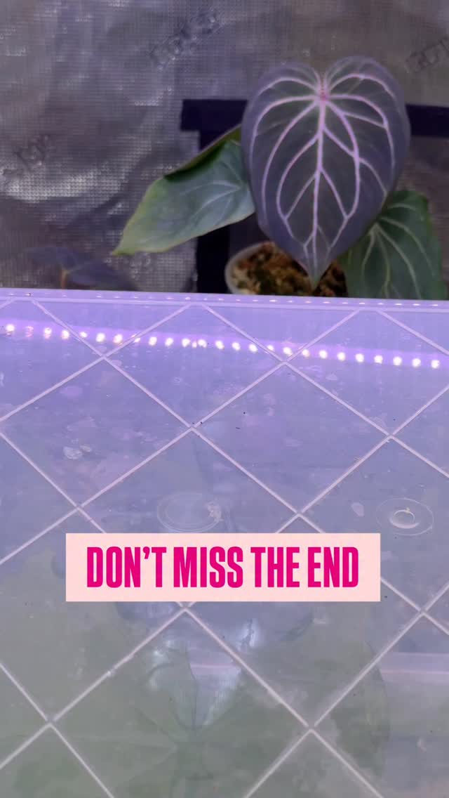 Happy Monday, you buttered biscuits!!
Weather has been yucky here BUT plant chores can’t wait.
We are doing a lot of repotting and making butt cuts this week. YEEEESSSS, butt cuts!
What’s your next plant chores?🌱🔪🪴
#plantchores #anthuriumclones #growingbuttcuts #plantlife #plantsmakepeoplehappy #growingpains #anthuriumsofinstagram #anthuriumharleyquinn