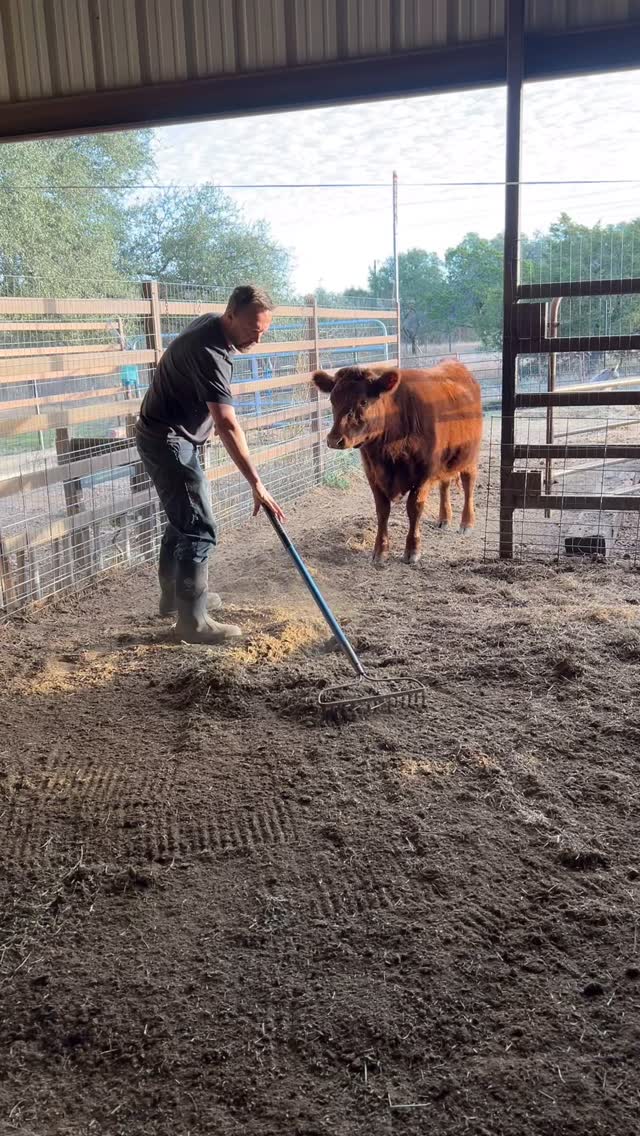 Each day, we spend about 30 minutes to 1 hour doing our farm chores. We rake manure, feed the cattle, feed the fish, and check on the chicken coop. Some days, we also fill the chicken feeder and water. Since our stock tank automatically refills for the cows and Donkey, we just have to make sure the tank is filled. We also hand feed the cattle and donkey to socialize them (plus it’s just fun too)
