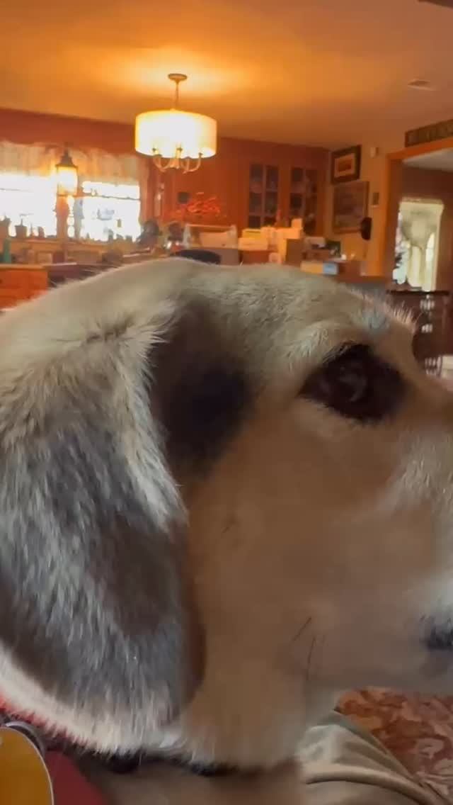 Our other mascot Maggie loves our national anthem! 🇺🇸🇺🇸🇺🇸
#TheStarSpangledBanner #DogsWhoSing #PickYourOwn #PumpkinPatch #FYP