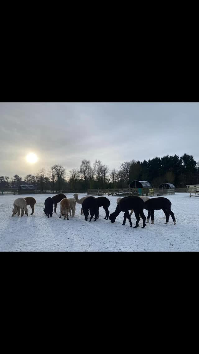 ❄️ Days like this ❄️
#alpaca #donkey #cheshirefarm #northwest #woodlandsalpacafarm