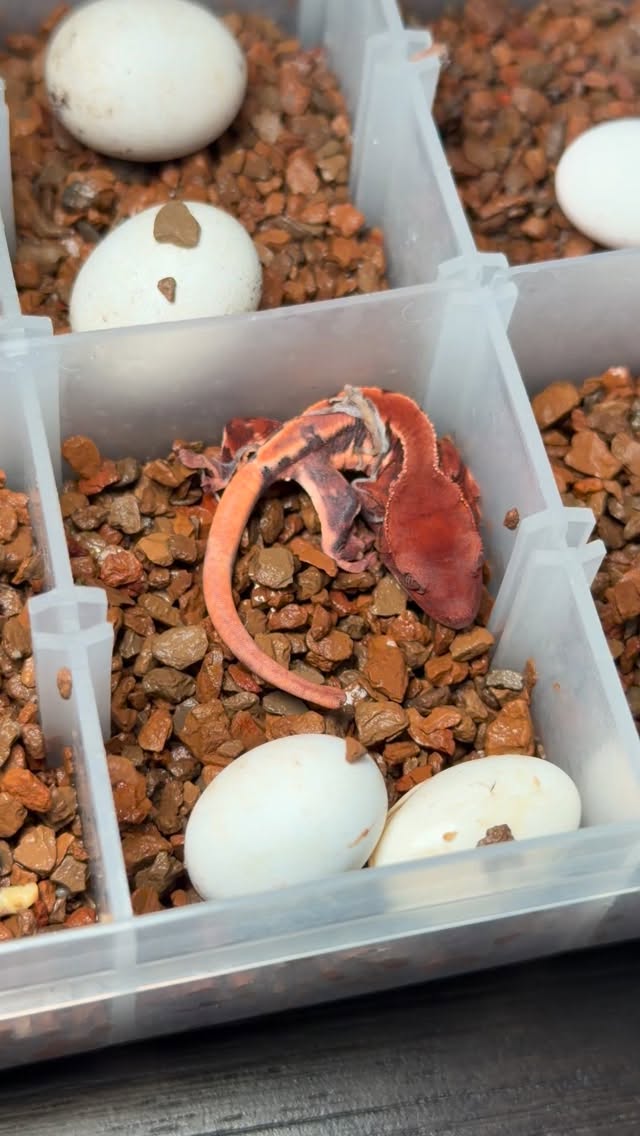 Another ChoCho emerges from the egg, just in time for the @reptilesupershow!! We are on our way to Pomona, if you are in the area stop by and say hello! We will have a great selection of Bearded Dragons and Crested geckos. A few Chocho’s made it for the ride too 😉 #chochocrestedgecko #crestedgeckos #reptilesupershow