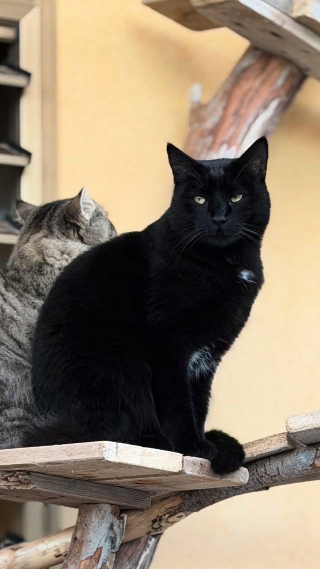 Weichspüler Comiso 🐈⬛
Die Katzenbande VI