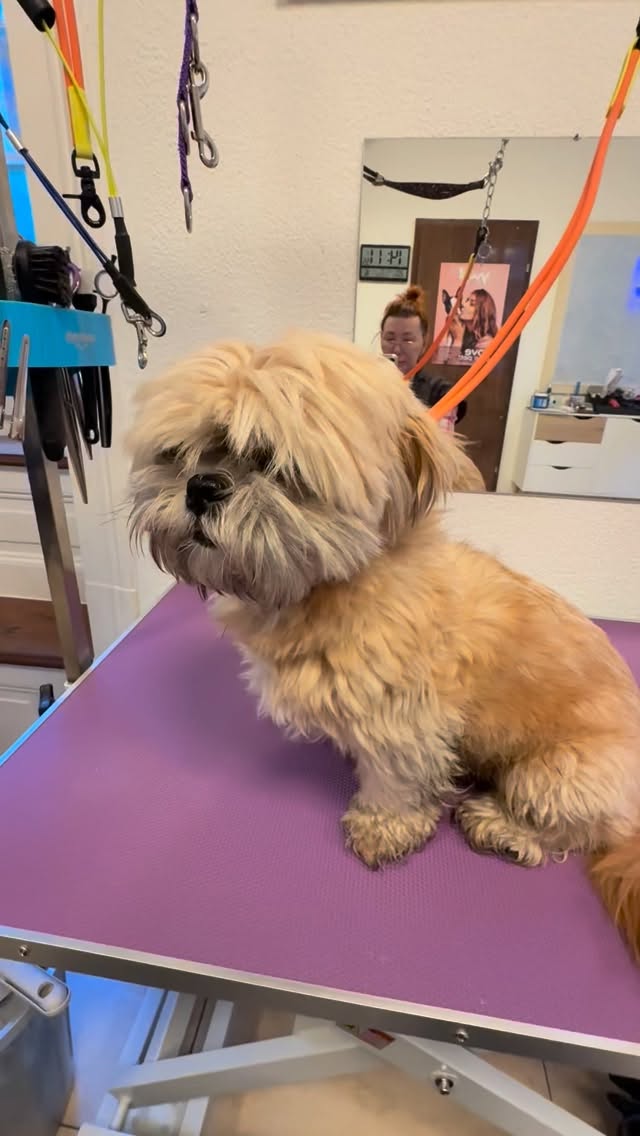 #grooming #shitzulovers #hundesalon #hundesalonluzern #pudel