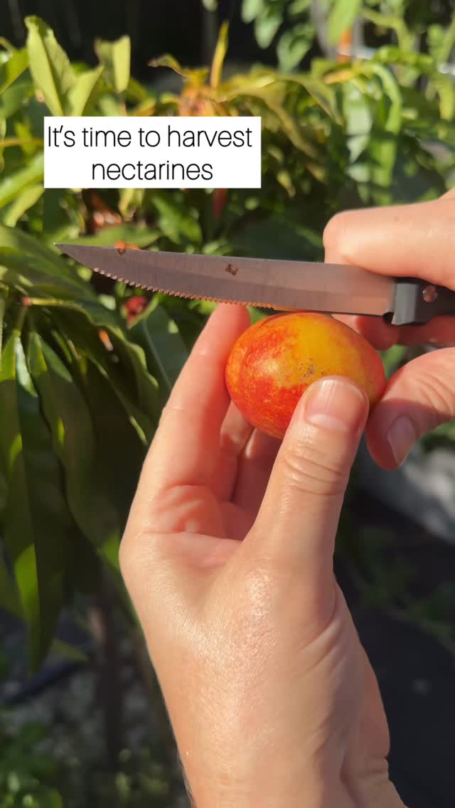 I harvested nectarines in the first year of planting.
This is a dwarf nectarine tree, bred for small gardens, courtyards, and pots - and yes, you can get fruit in the first year of planting (8 months to be exact) and I’m only going to get more fruit next season as the tree grows.
If you think fruit trees are only for big properties, this is your proof they’re not.
✔️ Small space gardening
✔️ Dwarf fruit trees
✔️ Nectarine tree in a pot
✔️ Edible landscaping
✔️ Homegrown fruit
✔️ Productive gardens
And it was soooooo juicy, sweet, and absolutely worth it.
Ad/gifted-thanks for my nectarine @waimeanurseries