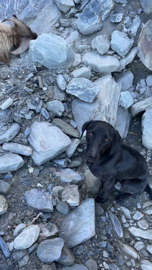 Solid Summer Bull Tahr 👌🏼 #tahrhunting #tahrhuntingnewzealand #huntingseason #southislandhuntingnz
