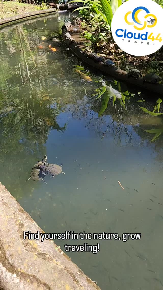 ¡Encuentrate en la naturaleza, crece viajando!
Cloud44 Travel #traveladvisor #viajeros #viajes #travel #agenciadeviajes