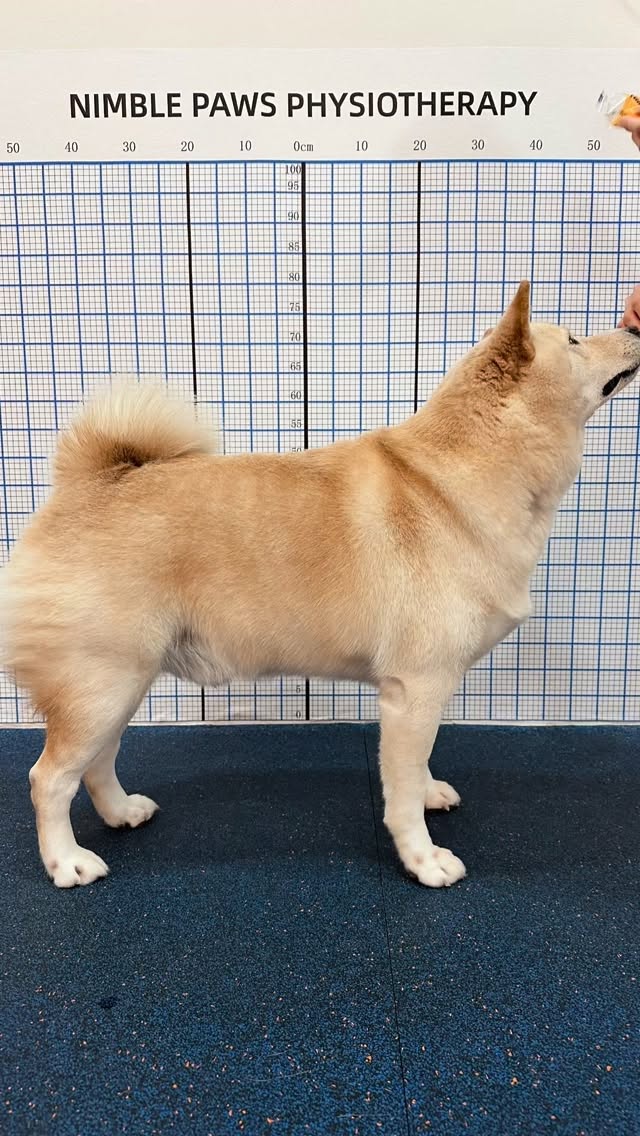 A lot of rehab happens quietly.
Thoughtful assessment, careful exercise selection,
and watching how a dog moves, not just whether they can complete a task.
#nimblepaws #movementmatters #caninerehab #dogphysio #sgdogs