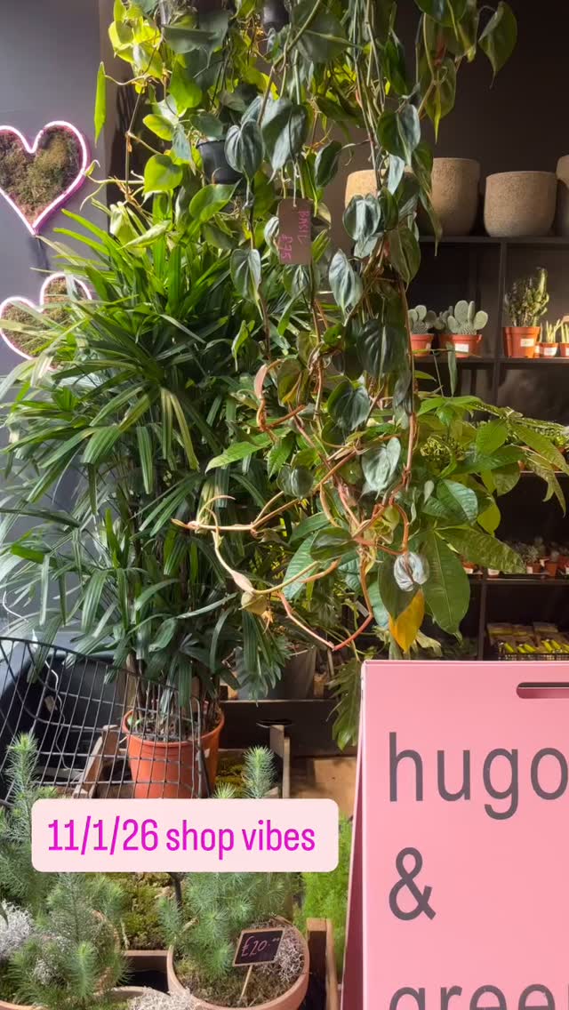 #hugoandgreen #houseplantsmakepeoplehappy #plantsplantsplants #plantshopuk #hugoandgreenhouseplants