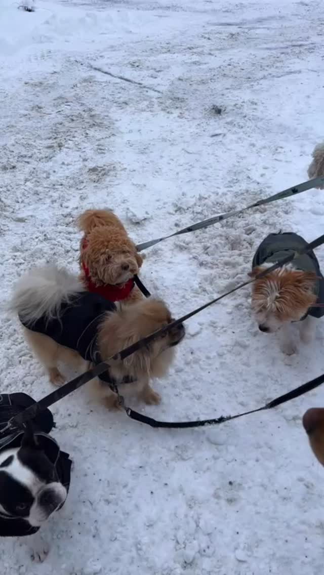 Idag fyllde Leo 8 år.
Att bo i Stockholm har varit lite av en prövning för Leo. Tacksam över att vi äntligen hittat en bra hundvakt.
Då mår vi bra bägge två 😌
