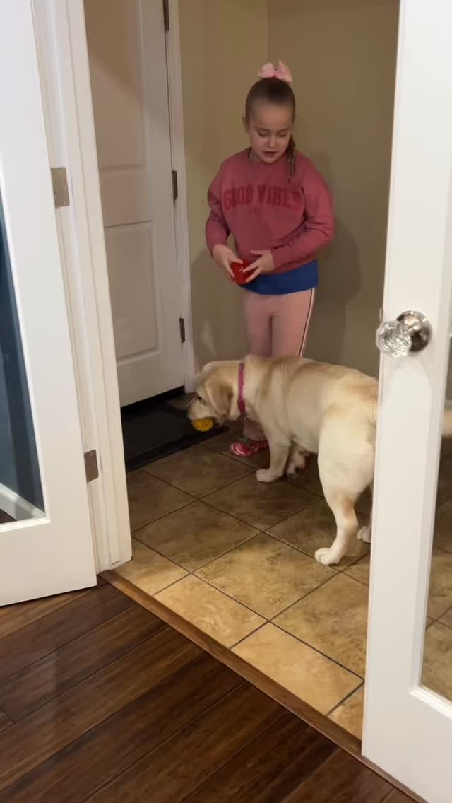 Happy National Labrador Day!
Meet Good Dog! Dixie, one incredible Lab in our Train Your Own program. This video says it all—joy, connection, and a whole lot of ball-throwing love. Labradors don’t just love their people… they change lives. And Dixie is doing exactly that, one happy moment at a time. 🎾🐕🦺
#AutismServiceDog
#ServiceDog
#AutismParent
#AutismAssistanceDog