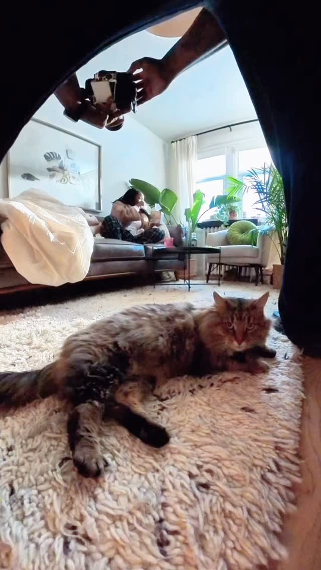 starting the year off w some big cat energy #setlife #setcat