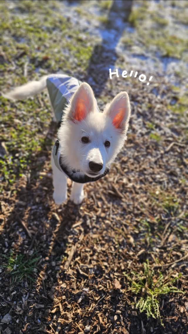 Welcome to Lupo, the Swiss Shepherd, on his trial day 🥰 he smashed it 🐾
#pawsomedaysderby #puppylife #swissshepherdpuppy❤️