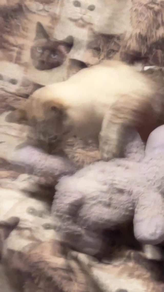 As we plunge into the new week, with so much going on all over our world, be sure to check in on those who you know may be alone, may need a sounding board, or just a simple, “Hey, how are you doing?” HarPURR brings his purple lamb (over 7 years now) with him to share with the ones he loves. He knows we all need some gentle encouragement and a feeling of hope. I lovingly coined the term, “Comfort Companions,” for these stuffies over the last 30+ years in Animal Welfare as they do exactly what their name says, they offer comfort.
HarPURR has many stuffies to choose from, but he connected with his lambie from the very beginning. She has had some repairs over the years, but she is always by his side!
When he jumps off and takes her with him, it literally melts my heart, could you be any more purrecious HarPURR?
HarPURR and I are here to tell every single soul that you are ALL valued, irreplaceable, ALL matter and are loved. Feel the warrior spirit from within and HarPURR on.
Help him to fulfill his mission to insPURRire, advoCATe, eduCATe, encourage and demonstrate compassion by letting your light shine bright from within.
Be Like HarPURR - advoCATe 💨 eduCATe 💨 insPURRire
#gato #guapo #catlife #fyp