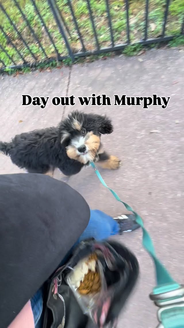 Does your puppy think every stranger is their new best friend? 🐾 It’s time to talk about Neutrality.
One of the most important things we teach at Happy Hounds isn’t a “trick”—it’s the art of doing nothing.
Structured outings aren’t just for walks; they are for learning to ignore the world. When we take puppies into busy environments, the goal isn’t to meet everyone—it’s to teach them that the world is background noise.
Why focus on neutrality? ✅ It prevents “frustrated greeting” (lunging/barking to get to people). ✅ It builds a dog that can relax at a café or a brewery. ✅ It creates a deeper bond between you and your pup.
Training your puppy to be calm in the chaos is the best gift you can give them! 🐕🦺✨
#HappyHounds #PuppyTraining #DogTrainingTips #SavannahGa #PuppyLife