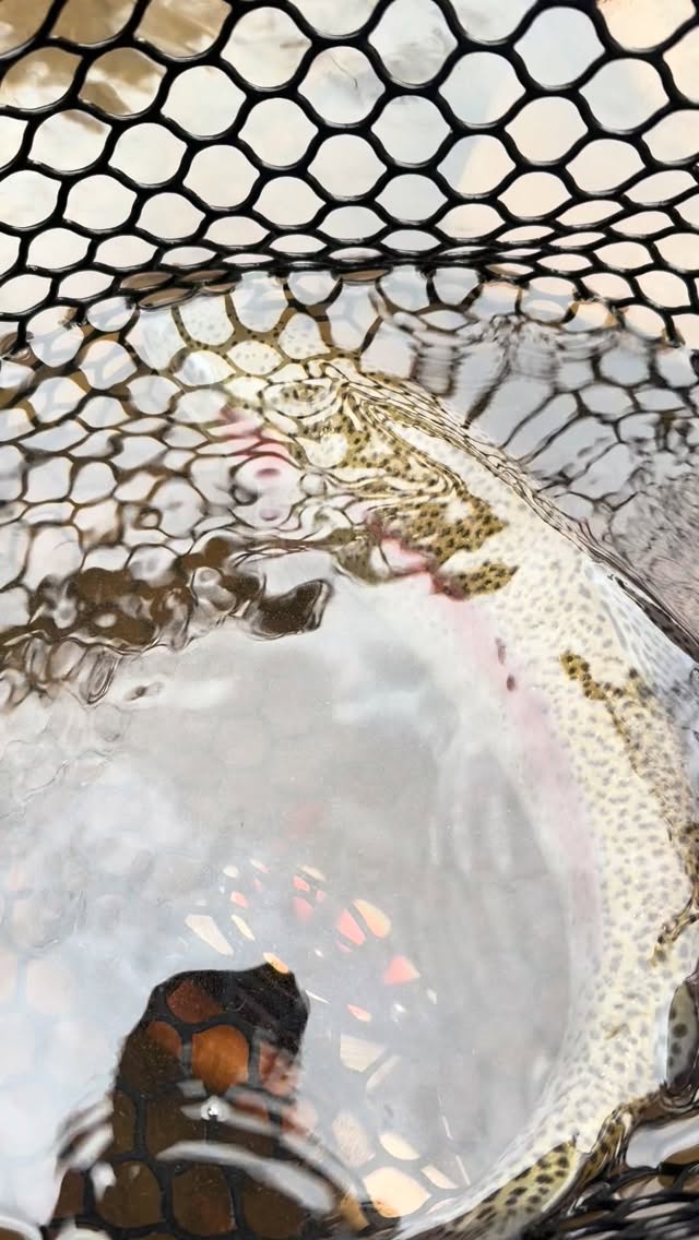 They’re still willing to take a well-placed dry dropper!
~
#flyfishing #thehatchoutfitters #hatchout