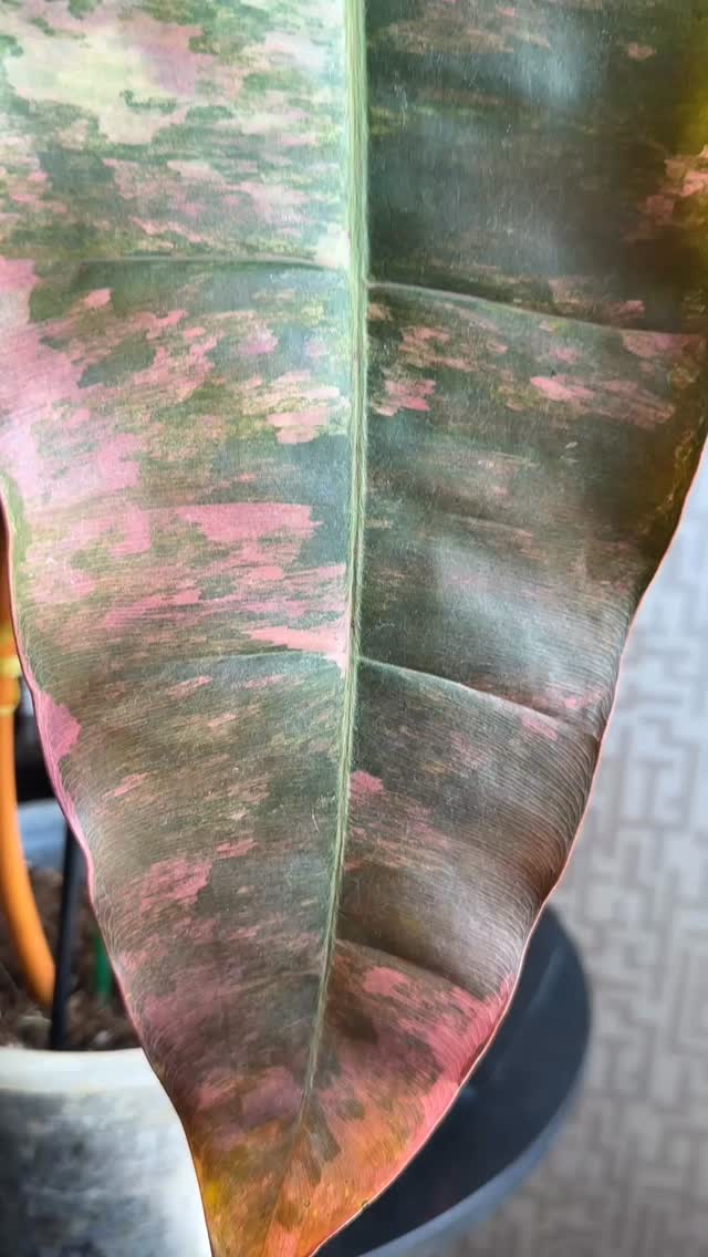 Believe it or not, not sun stressed, not cold stressed, nor under any particular treatment. Just turned pink with the recent cooler weather in the lower 20 degrees Celsius, coupled with good genes, high variegation. Loving that sunset feel!
Unicorn plants and wholesale potted plants are now available in our shop with prices listed at our website www.rareplantstissueculture.com/wholesale-potted-plants
goodgenes highvariegation highcolor philiodendronbillietiaevariegated philodendronbillietiaepink