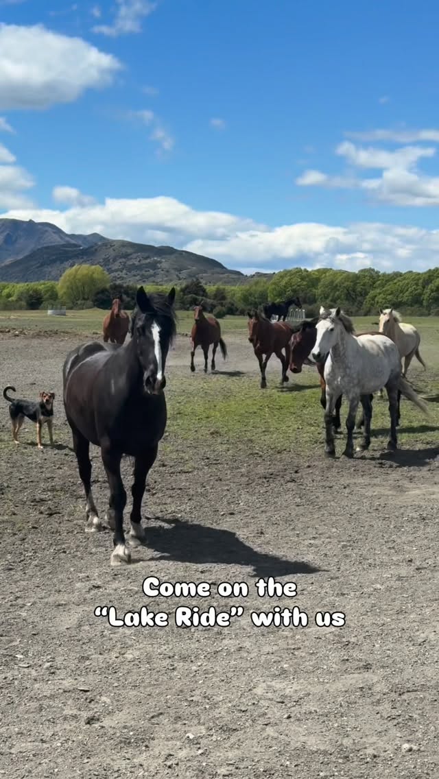 One of our most popular experiences is the Lake Ride š
Itās an unforgettable 5ā6 hour adventure designed for intermediate and experienced riders. If you love a good canter, this ride is for you because there are plenty of opportunities to open up, and we truly believe the horses love a good run just as much as we do. Guests often comment on how keen and forward our horses feel, which is something weāre really proud of.
Youāll travel through the mountains and along the edge of beautiful Lake WÄnaka, taking in views that are hard to put into words. Videos never quite do it justice, itās something you really have to experience for yourself.
We donāt offer this ride every day. With a limited number of horses and the length of the ride, weāre always mindful of how much we ask of them. Keeping their energy, spirit, and happiness comes first, so they can continue to love these rides and give you an incredible experience too.
Have you been on the Lake Ride already? Or is it on your list for the future? Who would you bring along? āØ
.
.
.
.
.
#wanaka #lakewanaka #wanakahorsetrekking
#horsetrekking #newzealand #horseride #mountainlife #horsegirl #westernstyle #outdoorlifee #cowgirl #horsesofinstagram #trailriding #explorenature #Horseriding