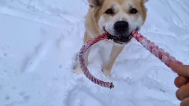 SCHNEEEEEEEHASEN.... ähm... Schneeeeeehunde ☃️🤍❄️🩵💙🌨
hüpfen, zergeln.... na klar 💛🌟 Lulu, Du kleiner Hase 😊
#mithundensprechen #hundeleben #hundeliebe #hundetraining #hundesprache