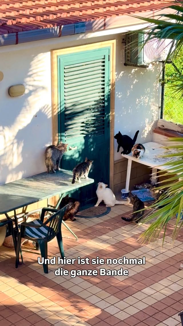 Die Katzenbande 🐈🐈⬛