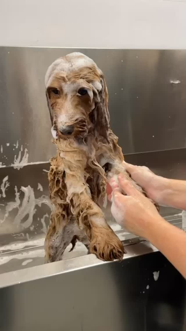 Scruffy Dogs Cardiff
Call 02922 802554
Or book at scruffydogs.net
47c Cardiff Road, just off Llandaff High Street
#cardiff #cardiffdogs #cockapoo #dogsofcardiff #doggroomingcardiff