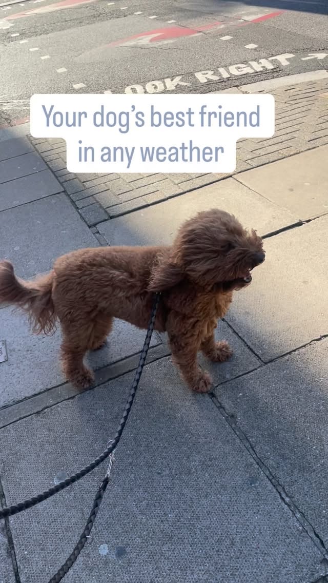 When the weather’s like …, the last thing YOU want to do is bundle up and brave the cold.
But your pup? They’re still doing the potty dance at the door.
That’s where I come in.
Rain, shine, wind… your dog gets their walk. I show up so you don’t have to stress about it.
Because consistency is good for training and for your sanity too 😅
🐾 Puppies & adult dogs welcome
💼 DM to book or ask questions!