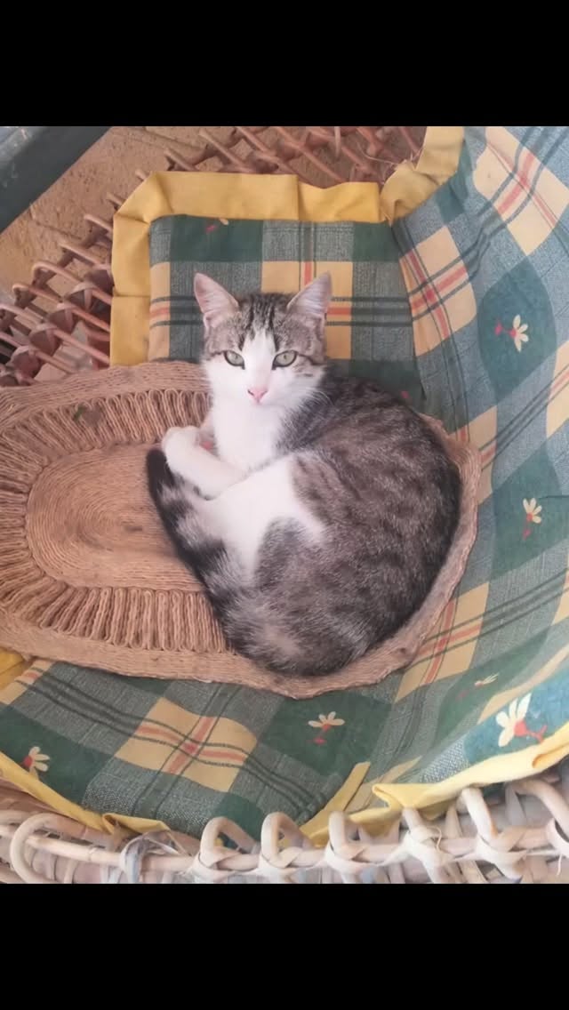 Prinzessin Riesi 🐈
Die Katzenbande lV