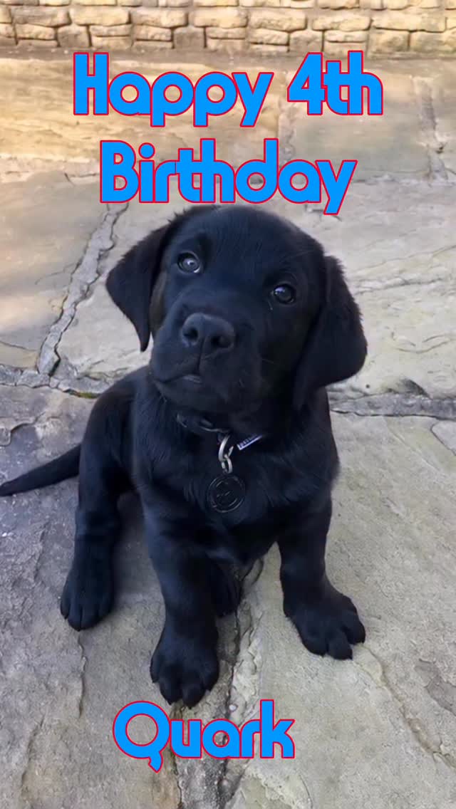 Happy 4th Birthday, Quark! 🎉🐾
From “tiny paws” (let’s be honest, they were never tiny) to the majestic snowshoes he proudly wears today, that curious pup has become a confident, joyful guide dog who leads with heart.
He picked up the baton from Kika and hasn’t looked back, giving me freedom, laughter and more moments of courage than I can count. Even in harness I can feel that tail wagging away.
Thank you for every safe step, every reassuring nudge and every perfectly timed bit of mischief (yes, the mischief is elite).
Here’s to many more years of partnership, belly rubs and paws that may still be growing - honestly, I’m not convinced they’ll ever stop.
Happy Birthday, Quark my big‑pawed legend.
🎥 description- A young black Labrador puppy Quark sits attentively on a stone-paved surface, its glossy coat catching the light. With a curious upward gaze and soft, expressive eyes, the pup exudes innocence and charm. Then we see him wearing a bright yellow “Guide Dogs” vest as he stands confidently on an escalator. His posture is alert yet calm, embodying the poise and purpose of a trained guide. Above its head, cheerful red text reads “HAPPY BIRTHDAY”.
@guidedogsuk @irishguidedogs #KikaAndMe
