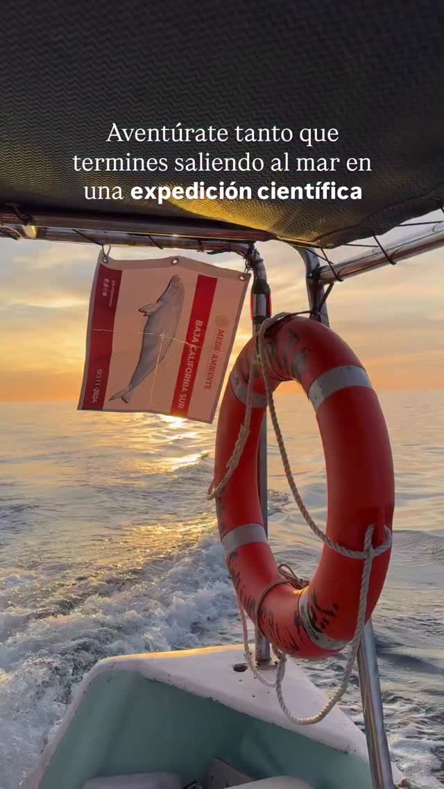 📢 Del 14 al 21 de enero de 2026, abrimos un espacio muy especial: una semana completa de salidas diarias de investigación y monitoreo dedicadas a la ciencia.
🔬 ¿Qué hace única esta experiencia?
- Jornadas completas, del amanecer al atardecer
- Aprendizaje nuevo y trabajo en equipo
- Participación directa en investigación científica
Cada salida será guiada por el Dr. Hiram y el equipo de MMAPE (Programa de Investigación sobre Megafauna Marina y Pesquerías) de la UABCS.
👥 Cupos muy limitados: Sólo 2 participantes por día podrán sumarse a bordo y vivir el proceso científico desde adentro. ¿Quieres ser tú?
-
-
-
-
-
ballenas jorobadas, avistamiento responsable, los cabos, baja california sur, temporada de ballenas, vida marina, conservación oceánica, proyecto cetáceo, cantos de ballena, breaching, aletas de ballena, naturaleza salvaje, encuentros marinos, migración, océano pacífico, avistamiento de ballenas, los cabos ballenas, los cabos 2026
