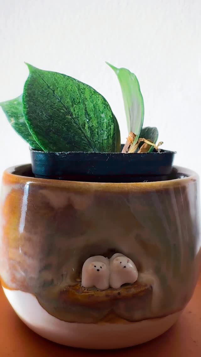 Tell me you love quirky planters without telling me.
💟 Ceramic pot from @monicagraceceramics
#PlantHumour
#HouseplantLife
#QuirkyPlanters