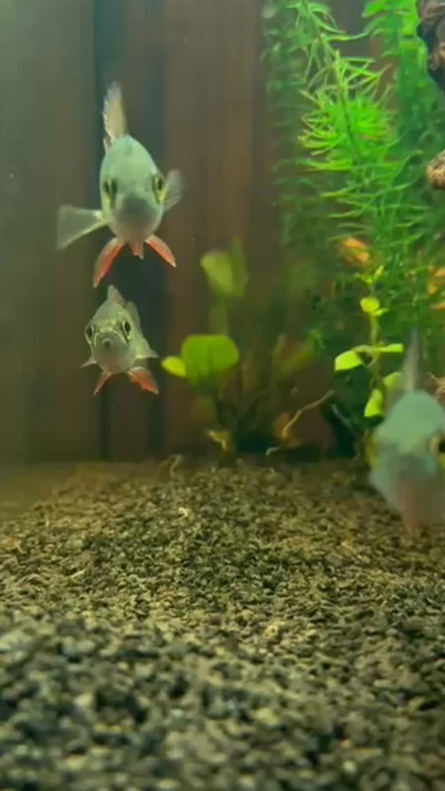 Training little warrior Perch to survive the big open 🌊⚔️
Today’s training is all about agility — fast attacking techniques, lightning reflexes, and learning to hold your breath.
From snack time to survival mode. Nature doesn’t play easy 😤🐟
#perch #aquarium #reels #pet