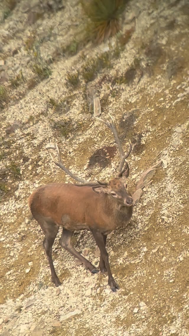 Nice free range stag from last season having a roar, not long now ! #hunting #southislandhuntingnz #huntingseason #roar